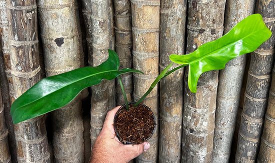 Philodendron &