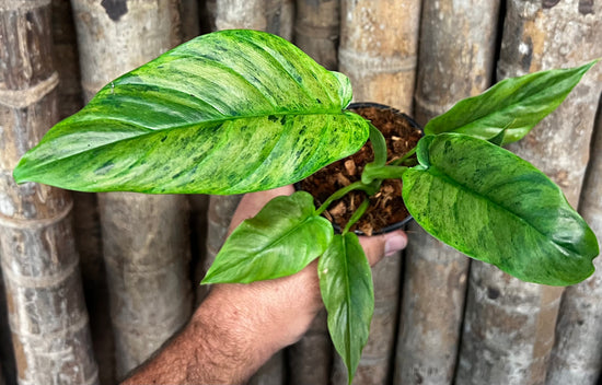 Philodendron subhastatum &