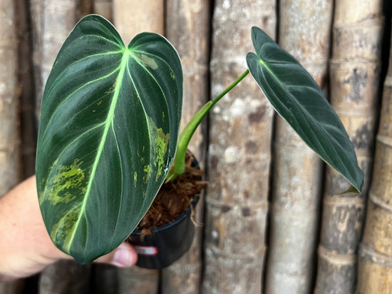Philodendron &