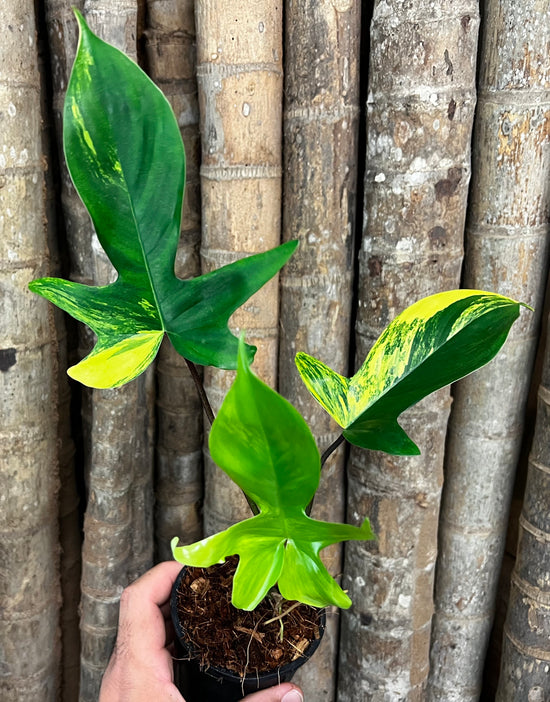 Philodendron &