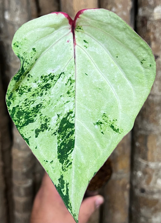 Caladium C19