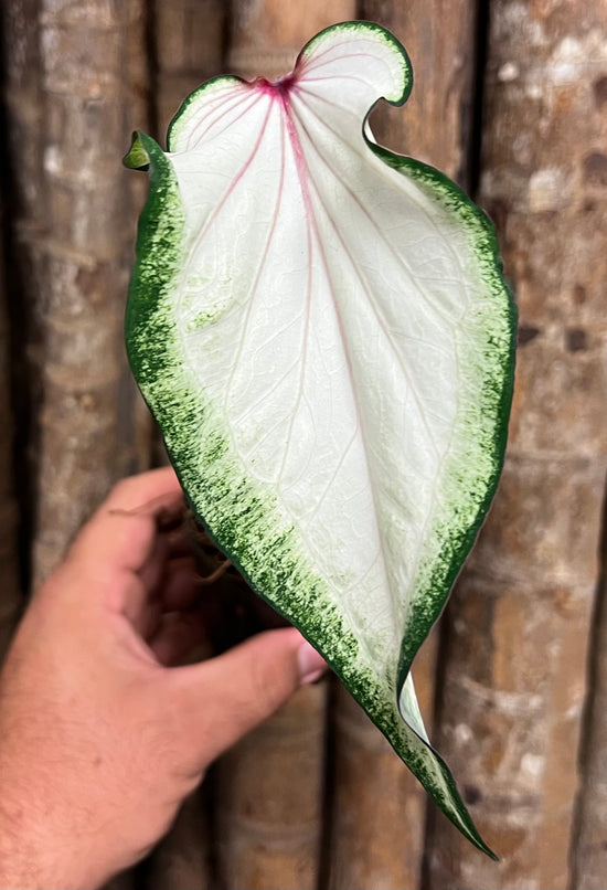 Caladium C21