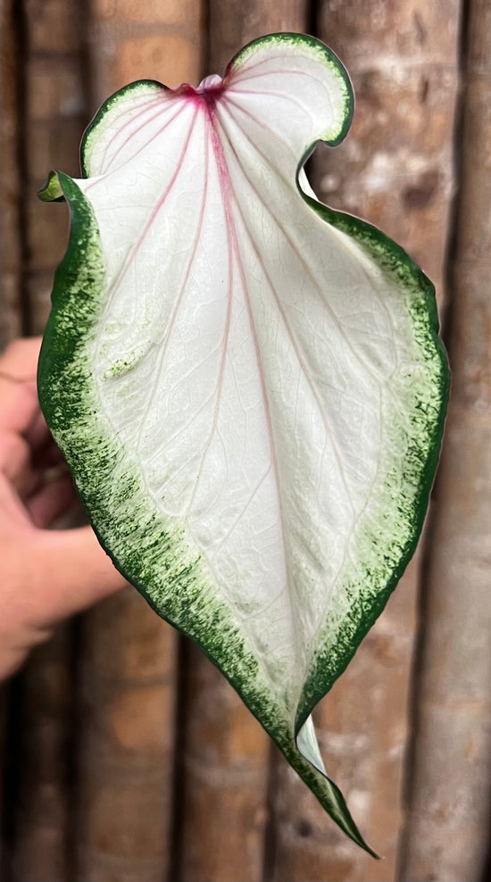 Caladium C21