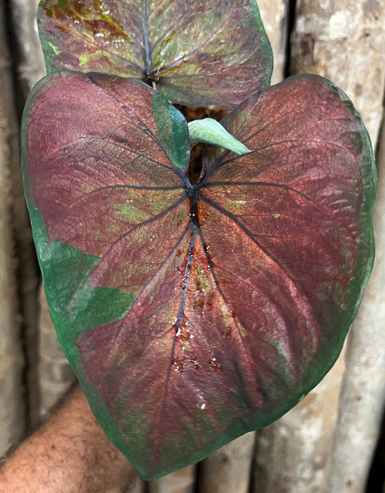 Caladium C22