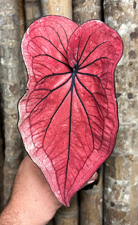 Caladium C25