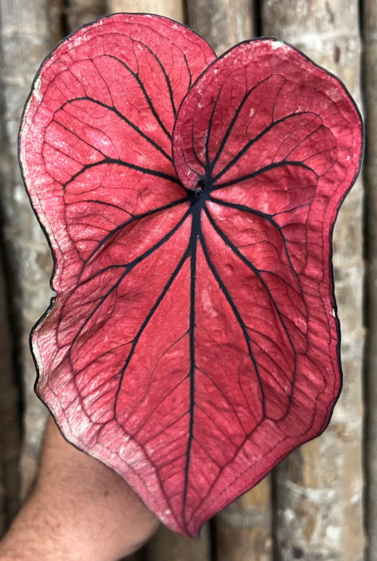 Caladium C25