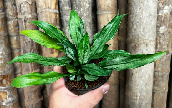 Spathiphyllum &