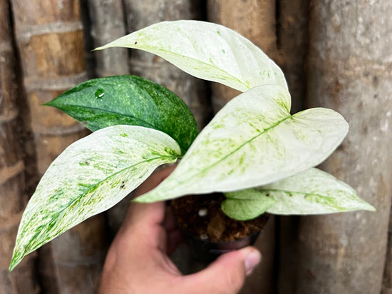 Monstera laniata &