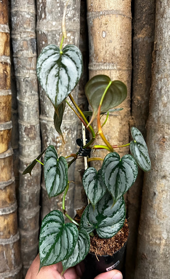 Philodendron &