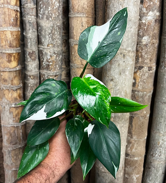 Philodendron &