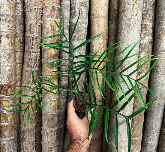 Philodendron &