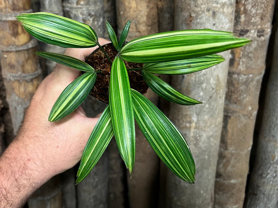 Rhapis Palm &