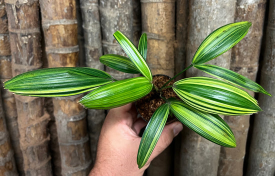 Rhapis Palm &