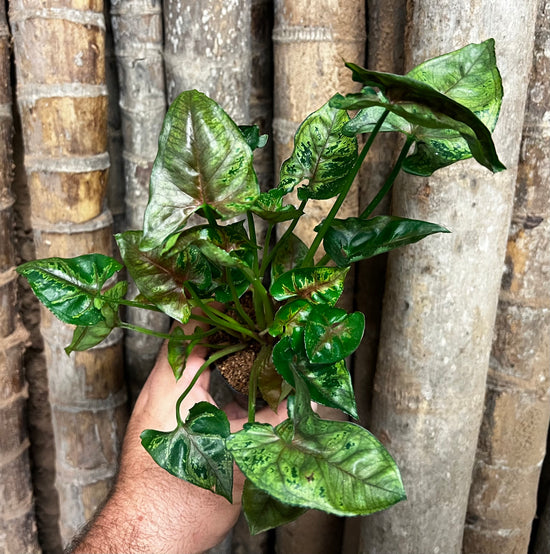 Syngonium &