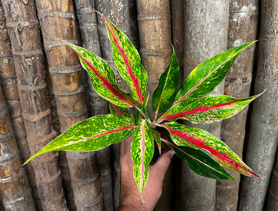 Aglaonema &