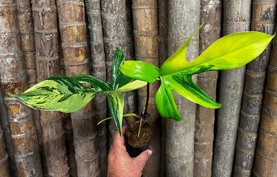 Philodendron &