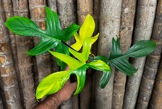 Philodendron &