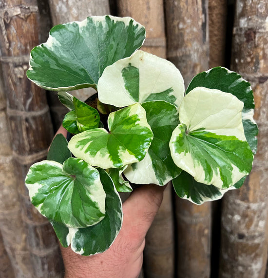 Farfugium &