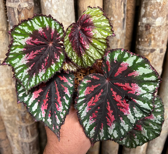 Begonia &