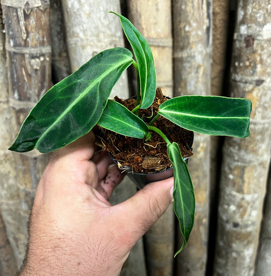 Anthurium &