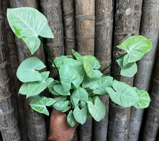 Syngonium &