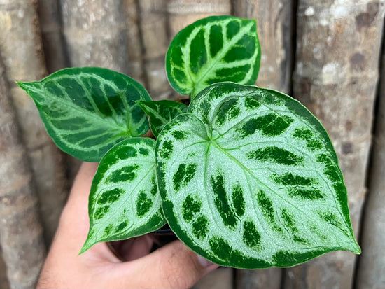 Anthurium &