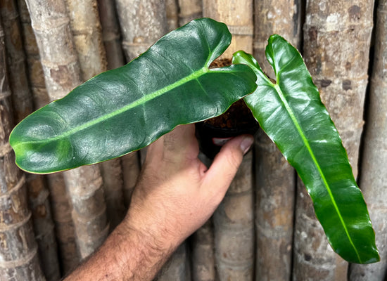 Philodendron &