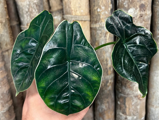 Alocasia &