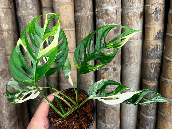 Monstera adansonii &