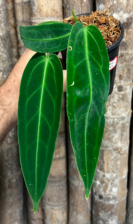 Anthurium &