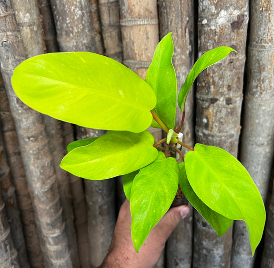 Philodendron &