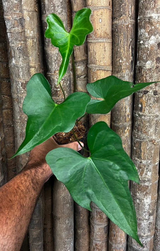 Anthurium &