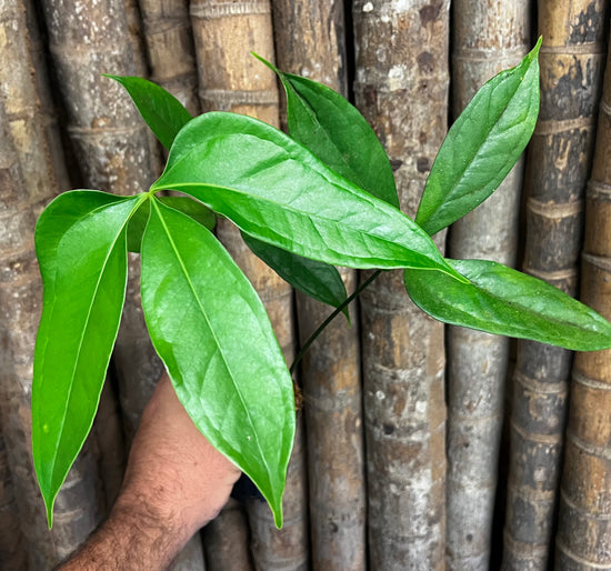 Anthurium &