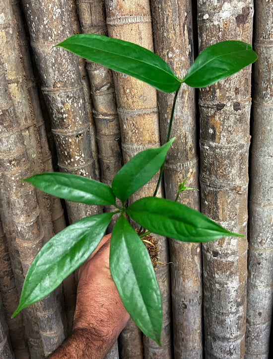 Anthurium &