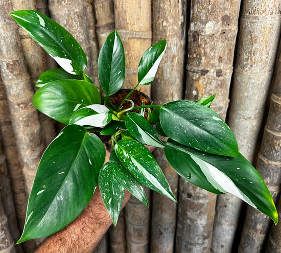Philodendron &