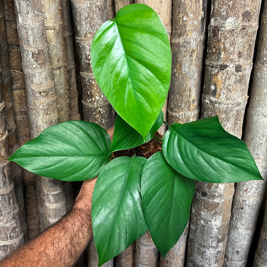 Rhaphidophora &