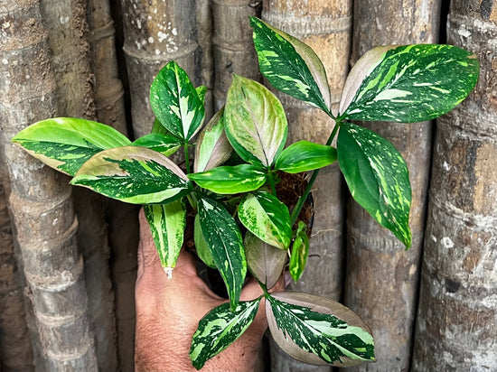 Syngonium &