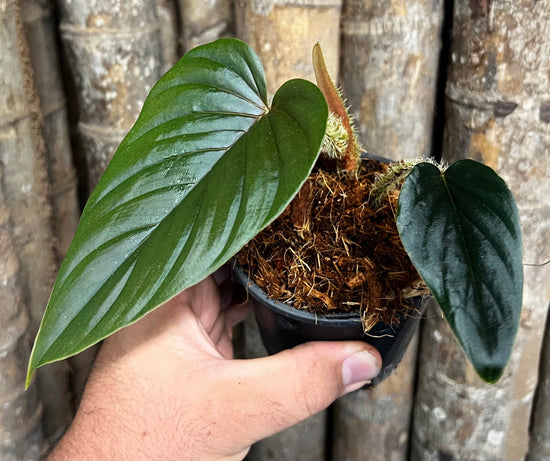 Philodendron &