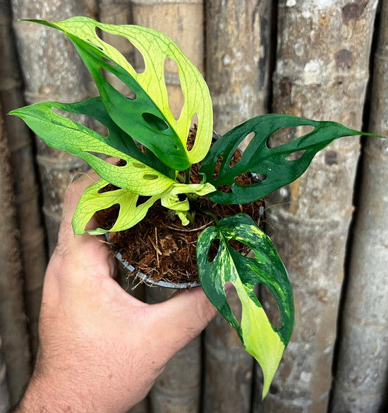 Monstera adansonii &
