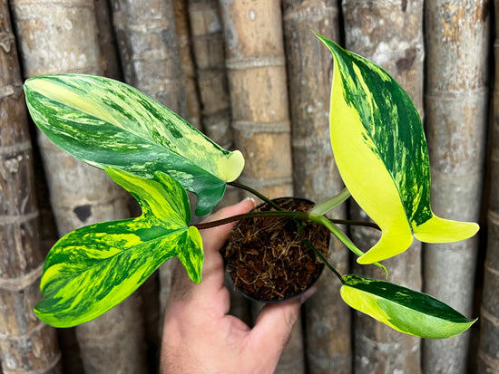 Philodendron &