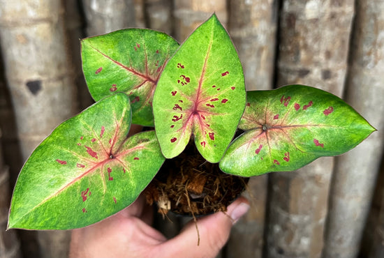 Caladium FL23