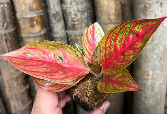 Aglaonema &