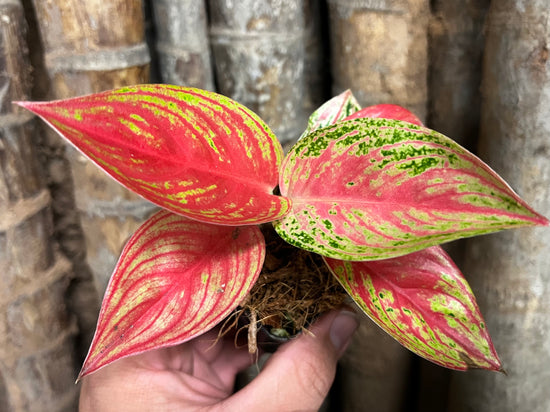 Aglaonema &