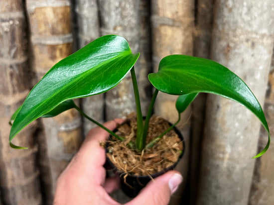 Monstera &