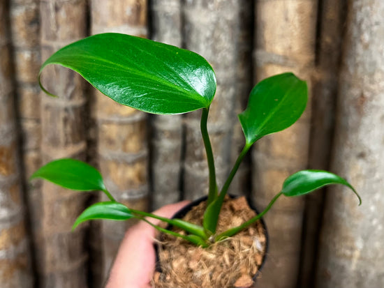 Monstera &