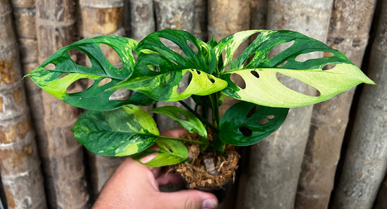 Monstera adansonii &
