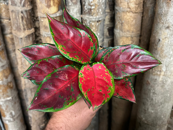 Aglaonema &