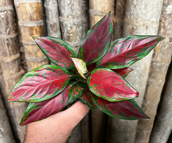 Aglaonema &