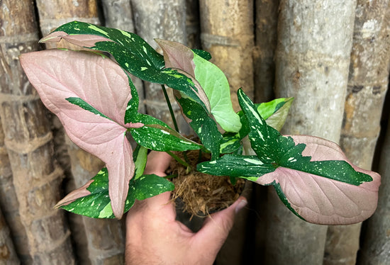 Syngonium &