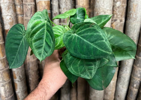 Syngonium &